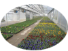 Biogas or Greenhouses